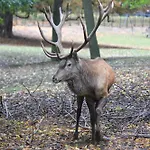 Ξενοδοχείο Ringhotel Weisser Hirsch Wernigerode