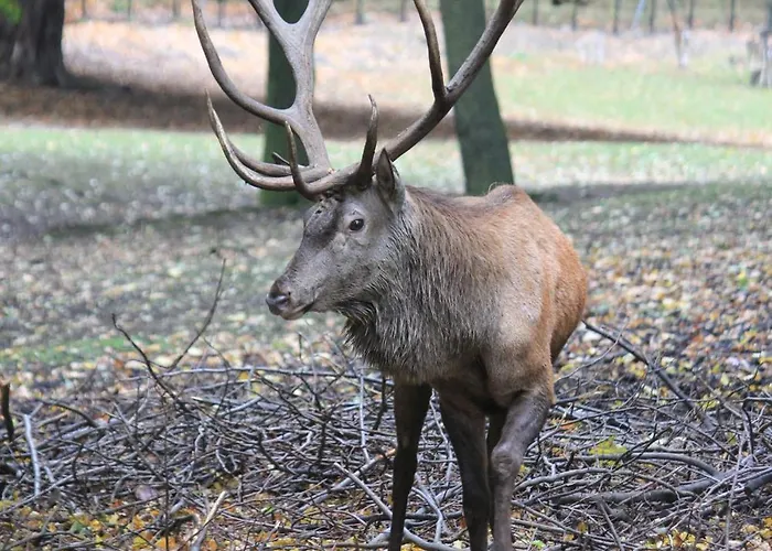 Hotel Ringhotel Weisser Hirsch Wernigerode